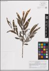 Foto von Salix eleagnos Scop.